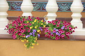 flowers in pots
