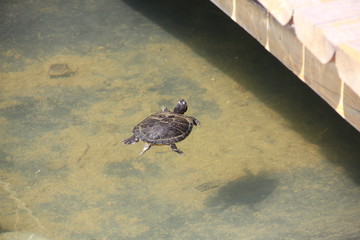 turtles in a pond