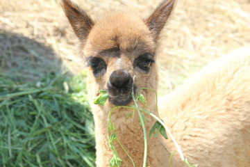 dog lying on grass and looking at camera