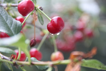 cherries on tree