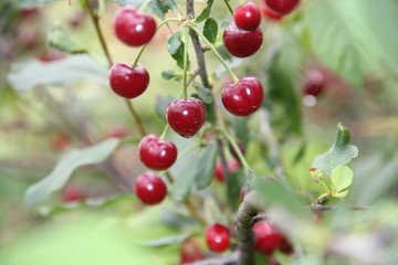 cherries on tree