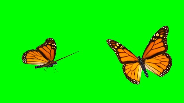 Animation orange  butterfly on green background.