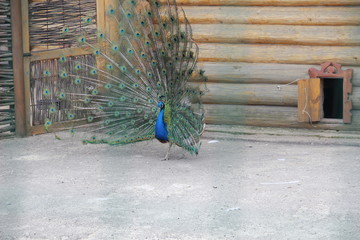 peacock with feathers out