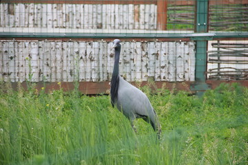 peacock on grass