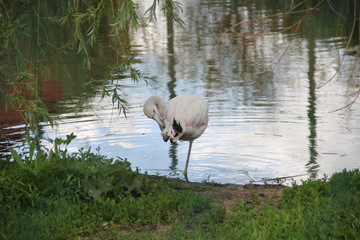 flamingo in lake