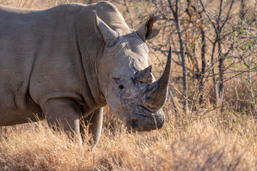 white rhino in South Africa
