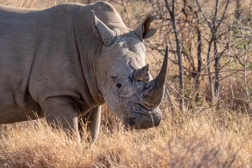 Foto op Plexiglas white rhino in South Africa © Dusan