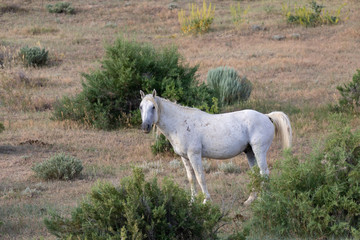 Obraz premium Beautiful Wild Horse in the Sand Wash Basin Colorado in Summer