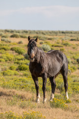 Beautiful Wild Horse in the Sand Wash Basin Colorado in Summer