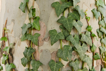 Green ivy climbing up a tree trunk