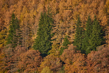 Autumn trees