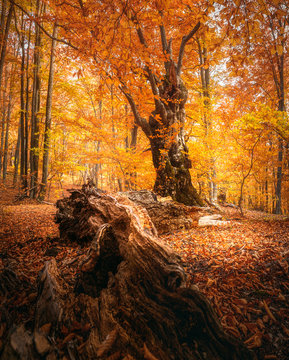 Beautiful beech forest with a fallen tree in the foreground. Amazing fall scenery