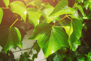 Green fresh leaves with raindrops. Close up background. Top view, flat lay.