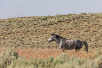 Fototapeta na wymiar Beautiful Wild Horse in the Sand Wash Basin Colorado in Summer