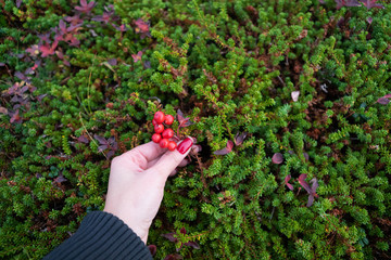 hand picking berry 