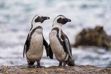 African penguins posing at Boulders Beach, Cape Town, South Africa - obrazy, fototapety, plakaty