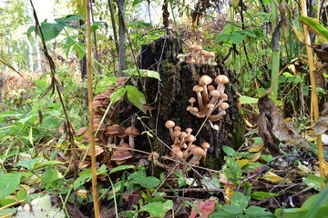 mushrooms in the forest