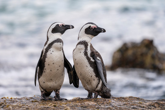 African penguins posing at Boulders Beach, Cape Town, South Africa