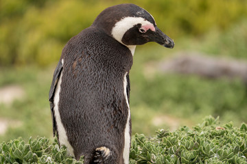 Obraz premium African penguin observing at Boulders Beach, Cape Town, South Africa