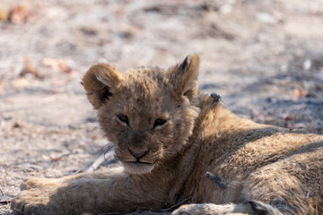 Lion cab resting in bush, Etosha National Park, Namibia