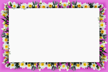 Floral frame of white spring daffodils for design