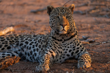 Leopard of Namibia