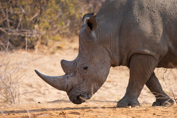 Obraz premium white rhino in Namibia
