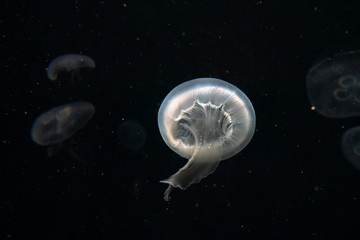 jellyfish in aquarium