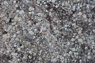 Lichen on Boulder