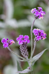 Verbena patagonica Argentinisches Eisenkraut mit Raureif