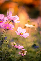 flowers in the garden