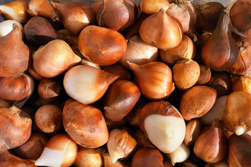Group of tulip bulbs ready for planting