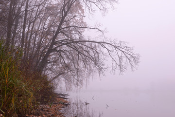 Late fall, early morning. Trees on the lakeside and the lake in the thick fog, landscape
