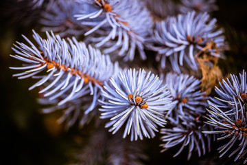closeup of a flower