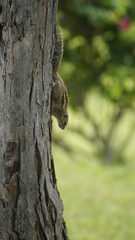 Squirrel on tree