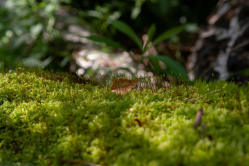  Forest litter
