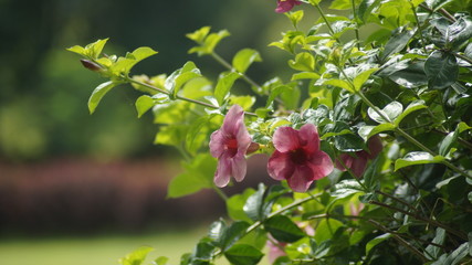 Hibiscuses flower