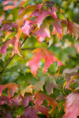 Foliage leaves