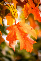 maple leaves in autumn