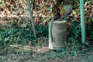 Watering can in the garden. Watering can stands among the plants