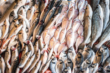 Fish market, mixed of fish 