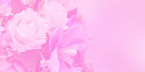 Blurred of rose flowers pink blooming in the pastel color style for background. Space for text