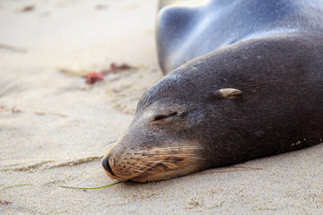 Sleeping Seal close up
