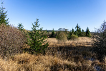 Obraz premium Wandern im hohen Venn