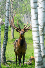 elk