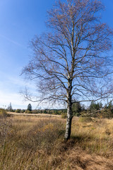 Wandern im hohen Venn