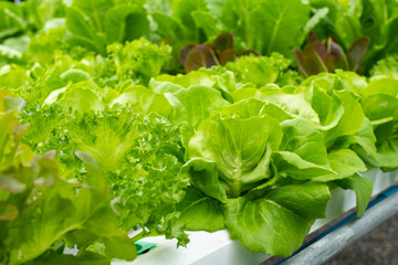 Close up Salad Lettuce in Hydroponics Organic Agriculture Farm System