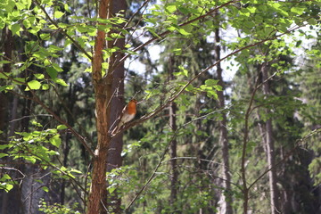 robin