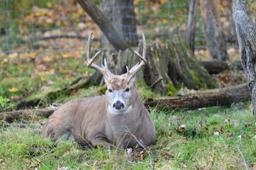 Whitetail deer buck