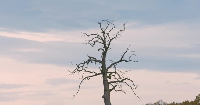 Lonely tree in the valley. Leafless tree in the middle of the green field. Symbol of loneliness. Death vs life concept.